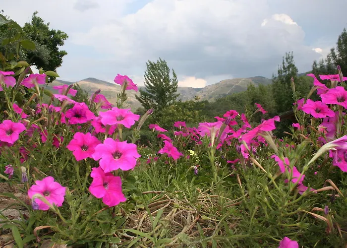 卡萨斯德阿尔维特旅馆 招待所 Cerva